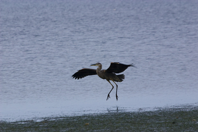 Great Blue Heron Landing On Shore